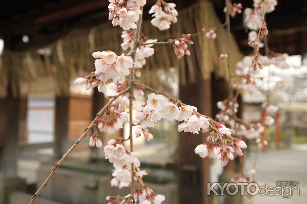 あたたかい桜の花