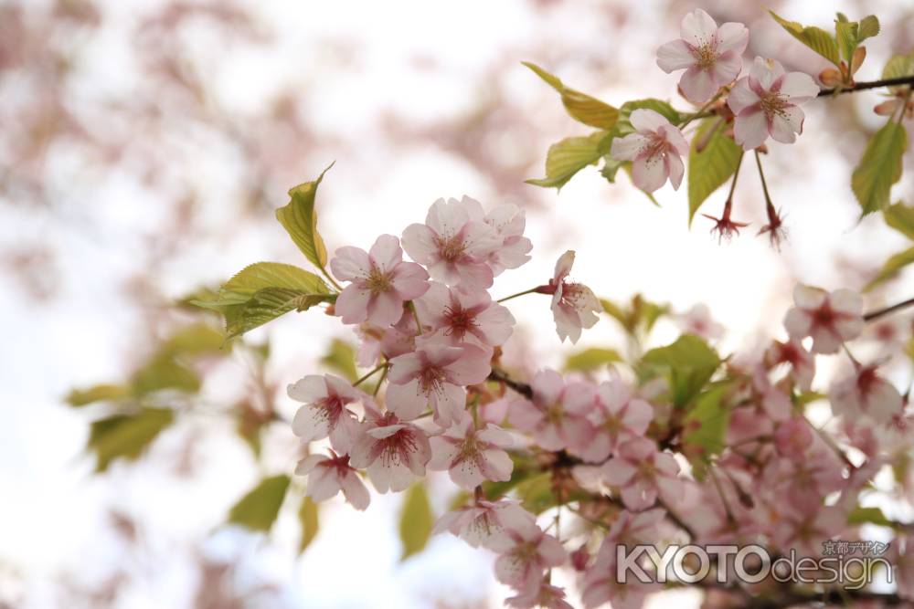 葉っぱが顔を出す頃の桜