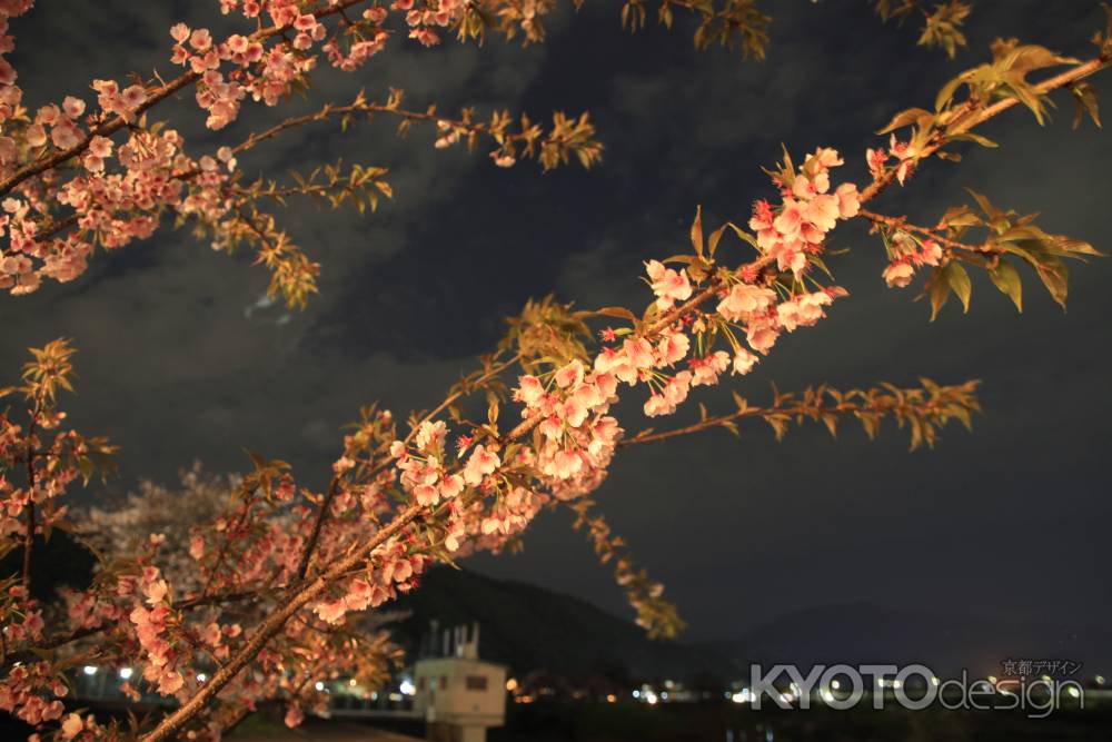 松尾の桜　散る頃