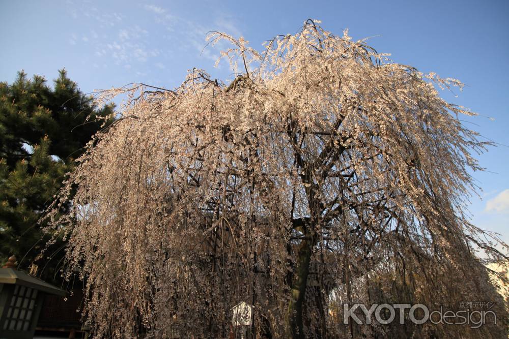立派な枝垂れ桜　おかめ桜