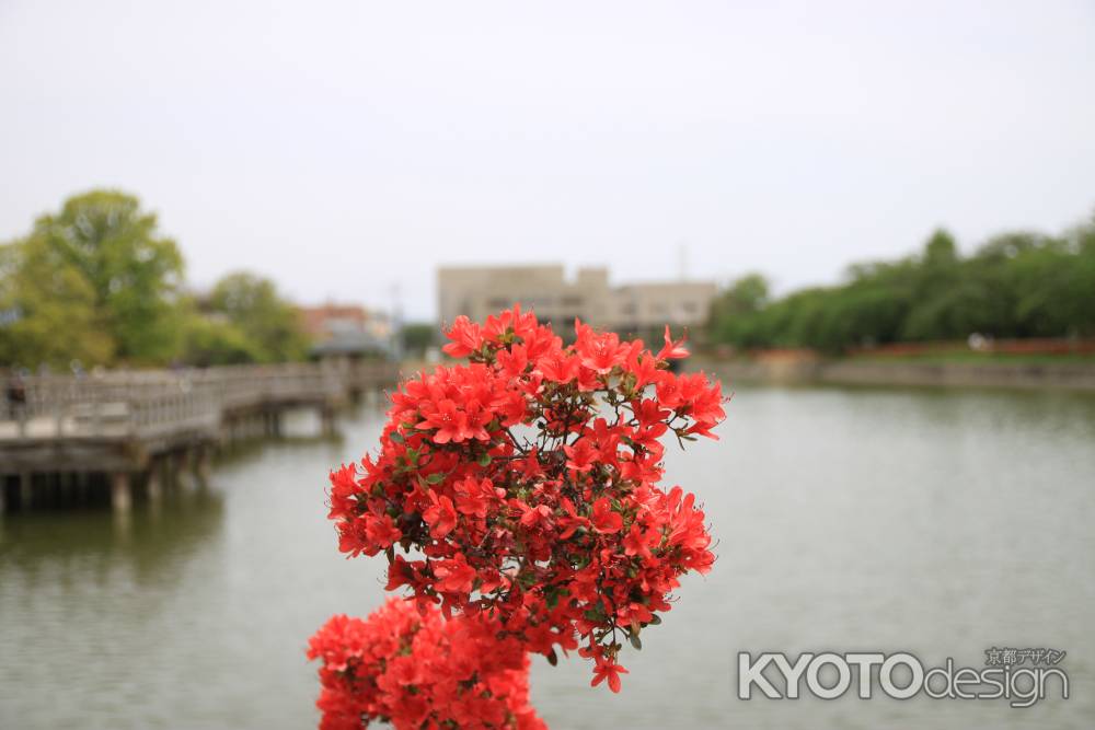 八条ヶ池と真っ赤なキリシマツツジ