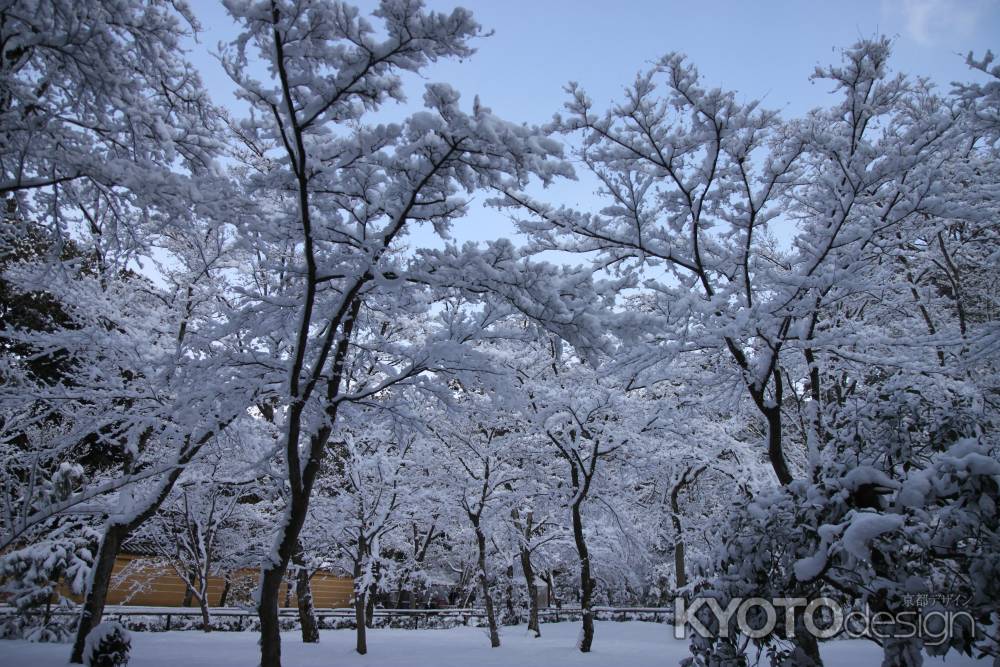 雪の花を咲かす桜