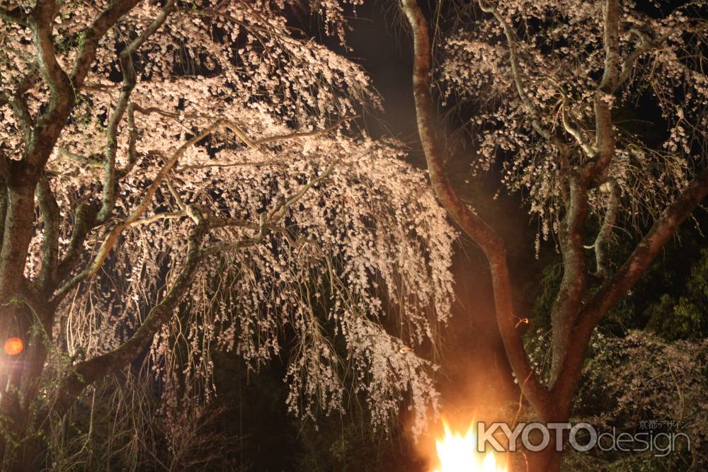 かがり火と桜競演