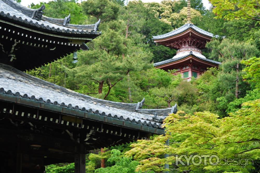 新緑の今熊野観音寺本堂より医聖堂を望む