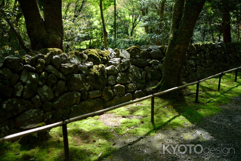 高山寺　木漏れ日