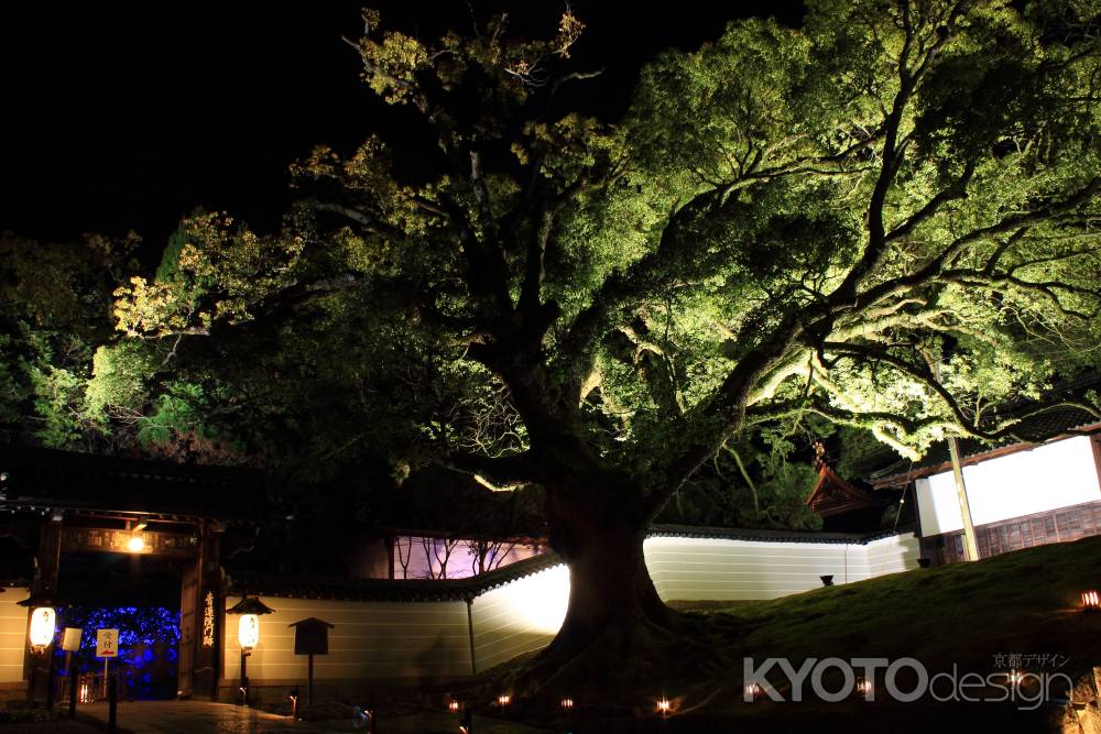 東山花灯路２０１３in青蓮院門跡