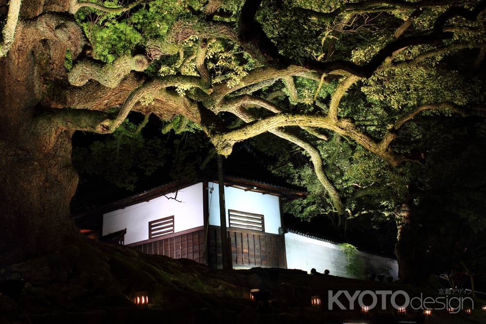 東山花灯路２０１３in青蓮院門跡４