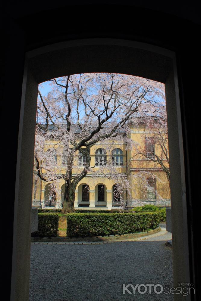 桜色に染まる京都府庁１