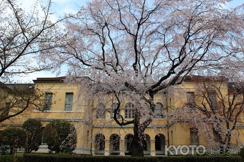 桜色に染まる京都府庁４