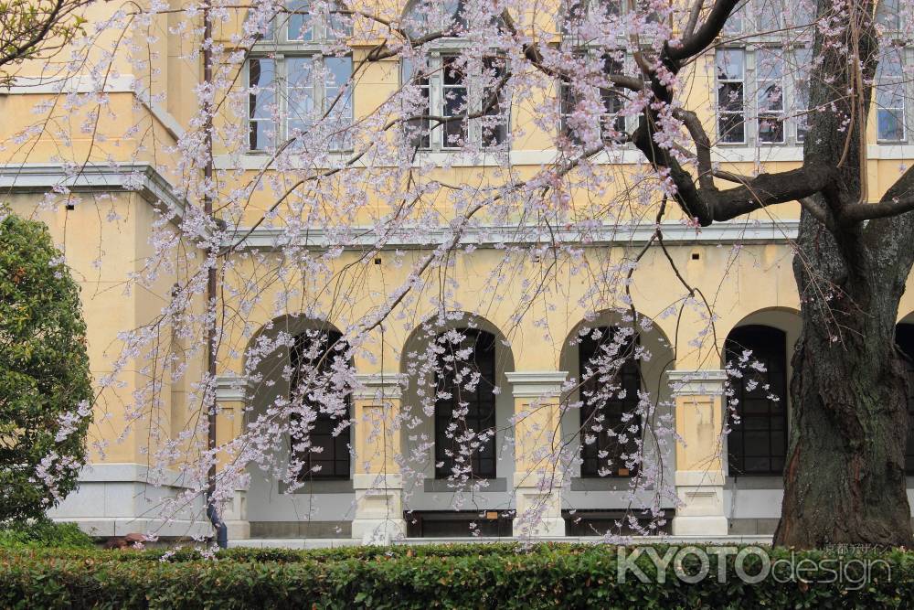 桜色に染まる京都府庁５
