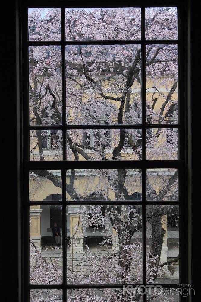 桜色に染まる京都府庁７