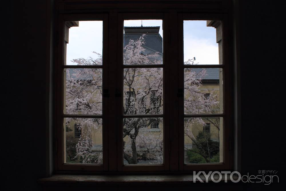 桜色に染まる京都府庁８