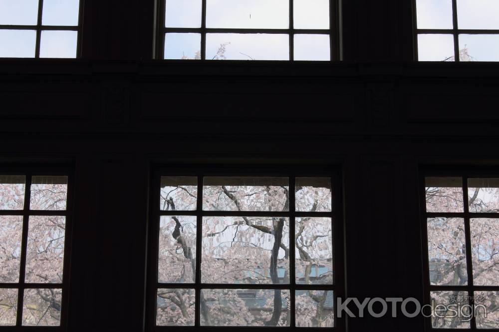 桜色に染まる京都府庁９