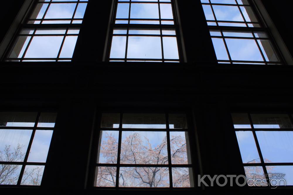 桜色に染まる京都府庁１０