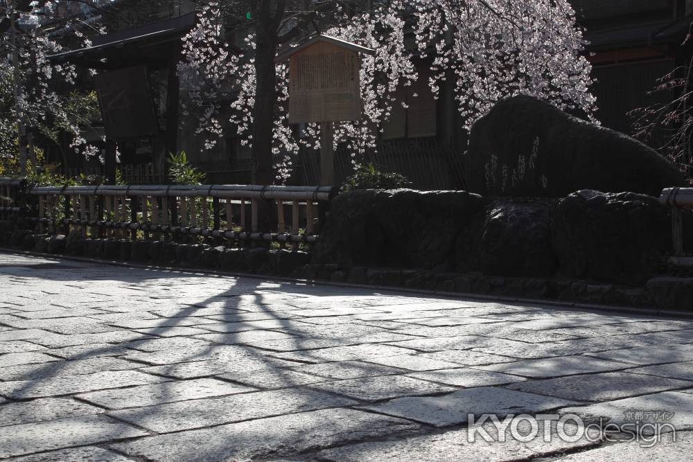 桜が彩る祇園・白川１