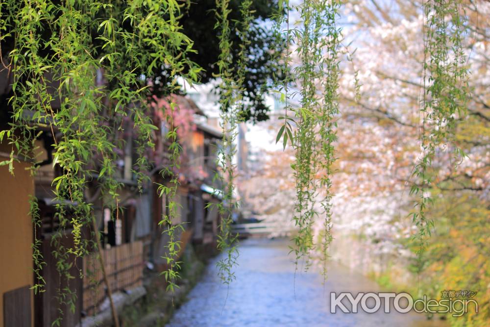 桜が彩る祇園・白川３