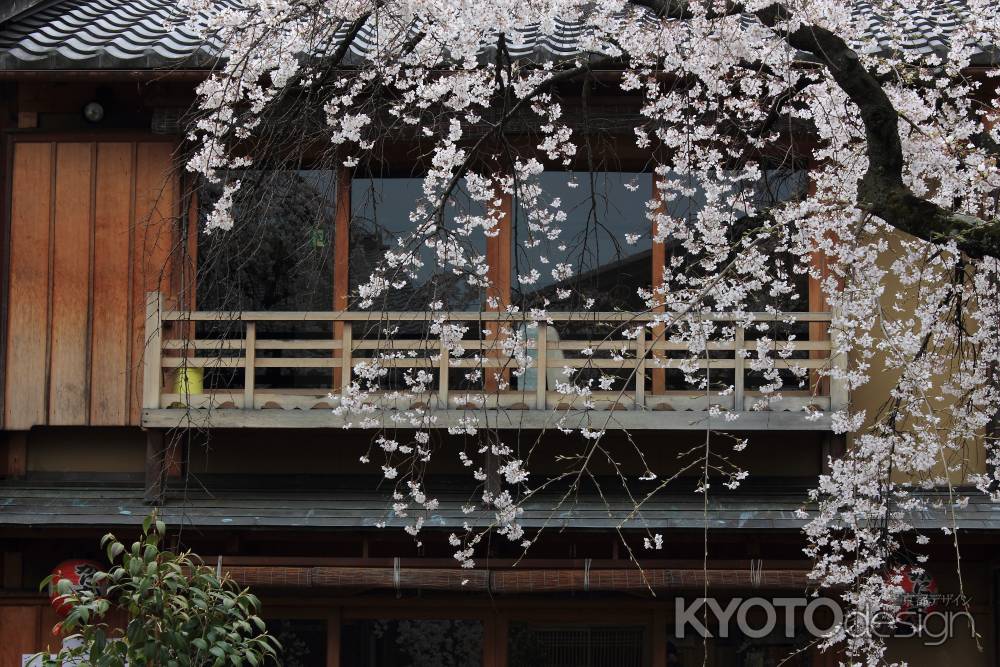 桜が彩る祇園・白川５