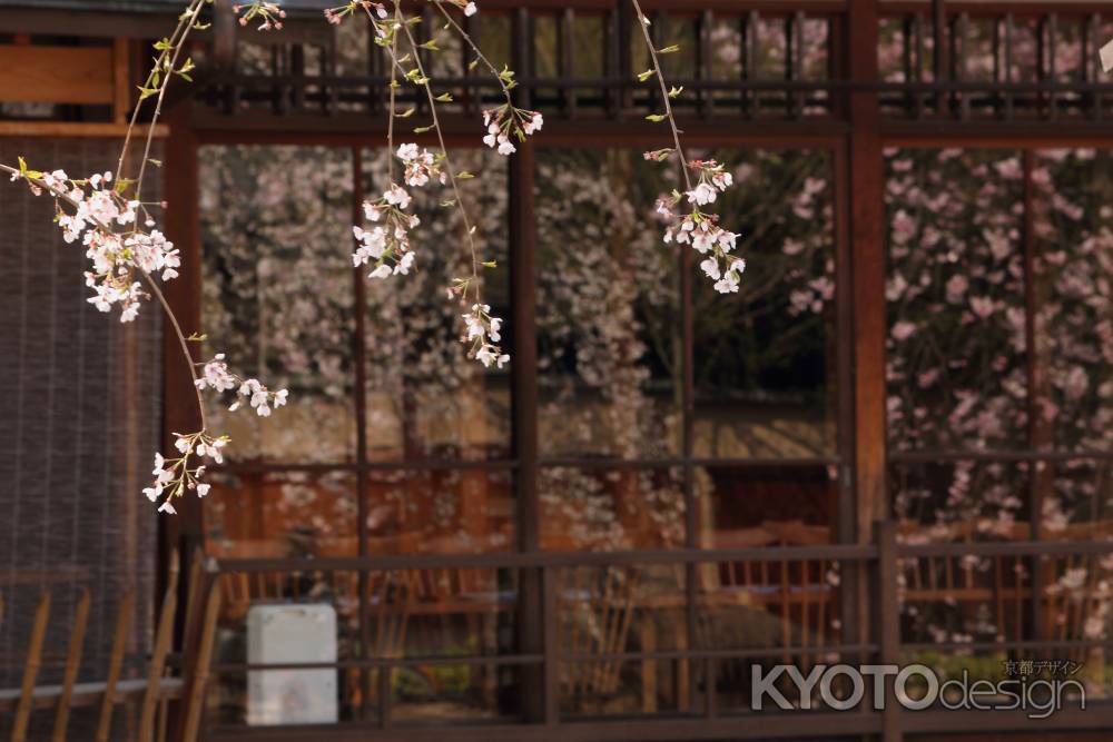 桜が彩る祇園・白川６