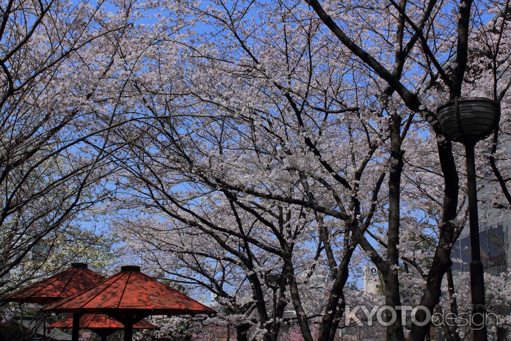 桜が彩る祇園・白川７