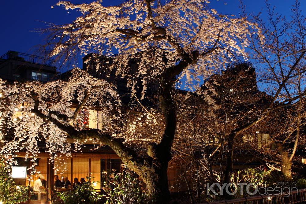 桜が彩る祇園・白川８