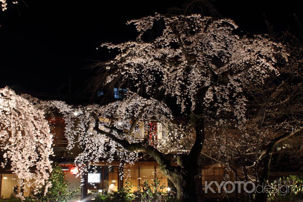 桜が彩る祇園・白川９