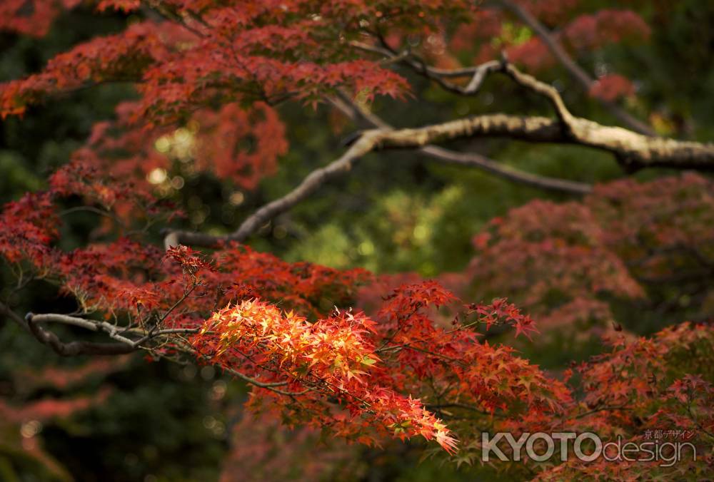 モミジ・赤・幾重にも