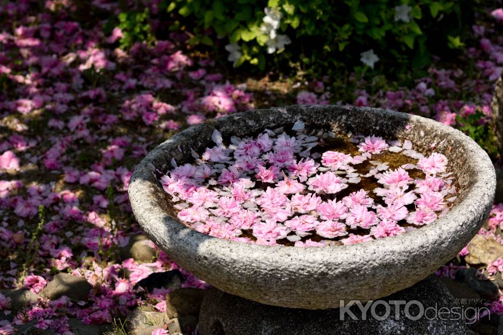 八重桜で満たされました