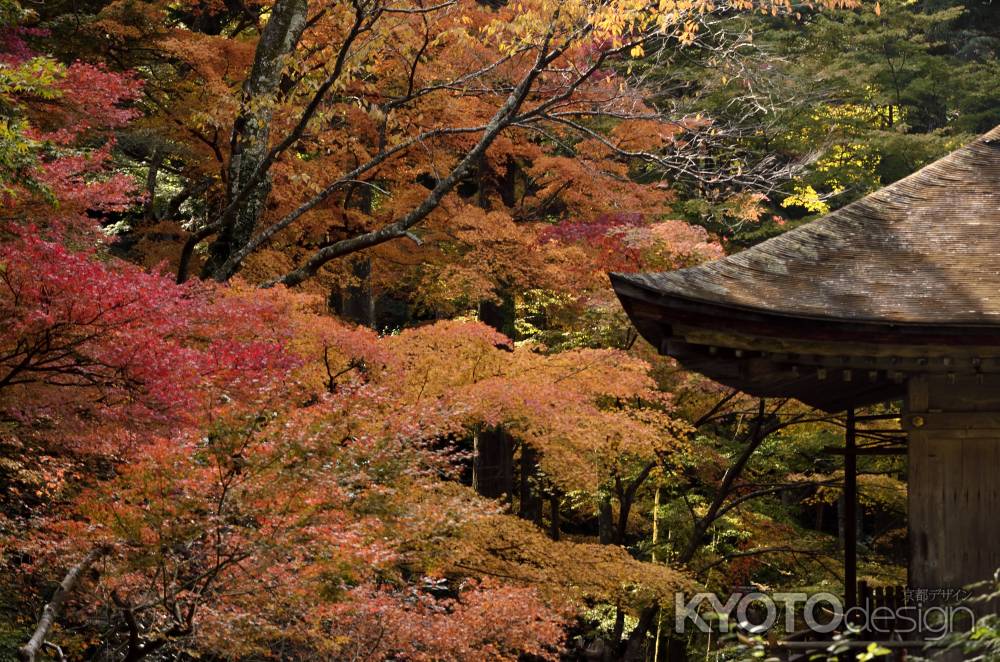 三千院の紅葉
