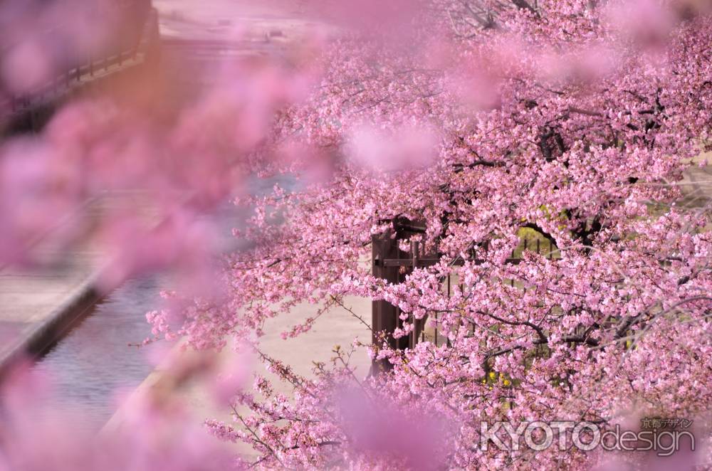 桜の向こうに桜