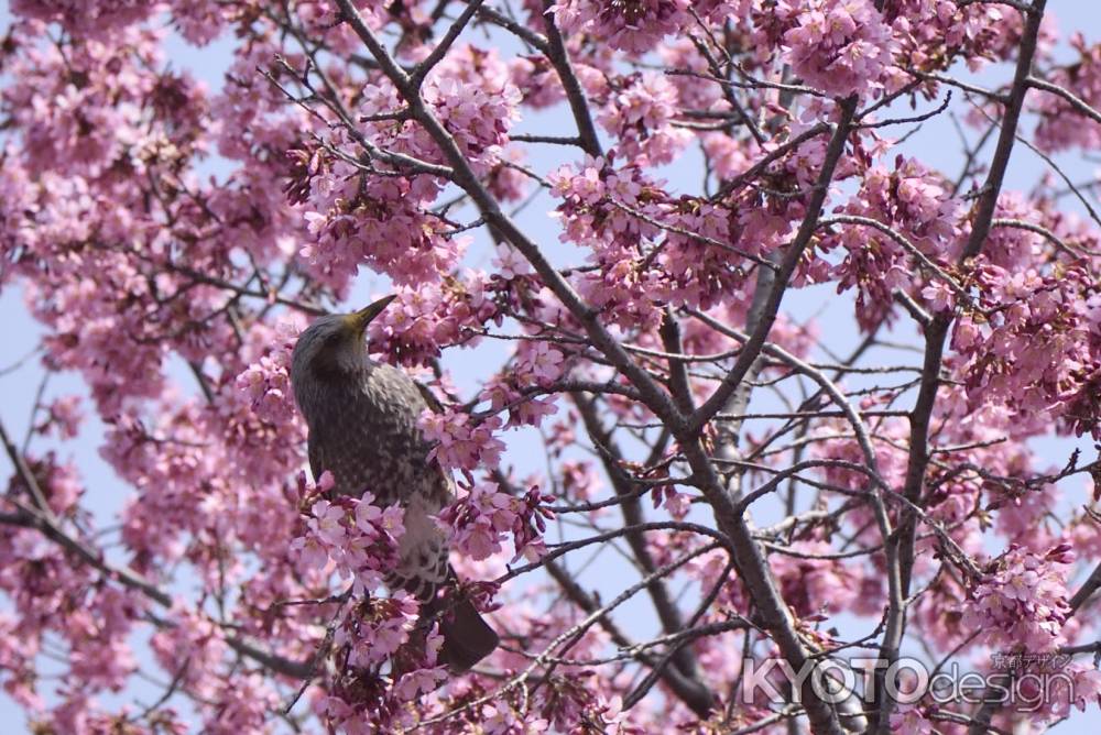 遊びに来たよ・・・