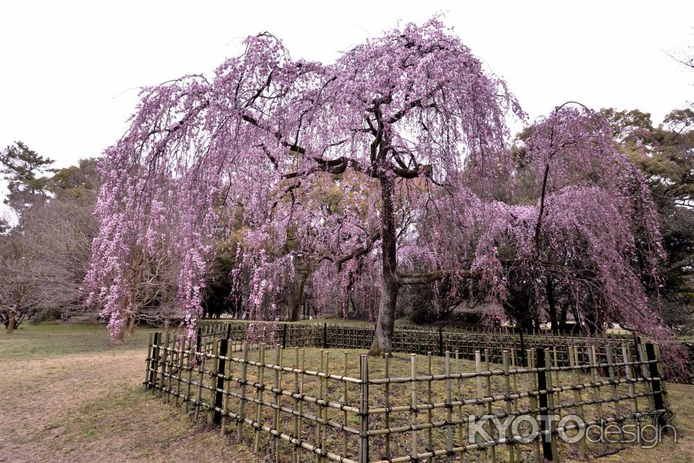 出水の桜（2017-５）