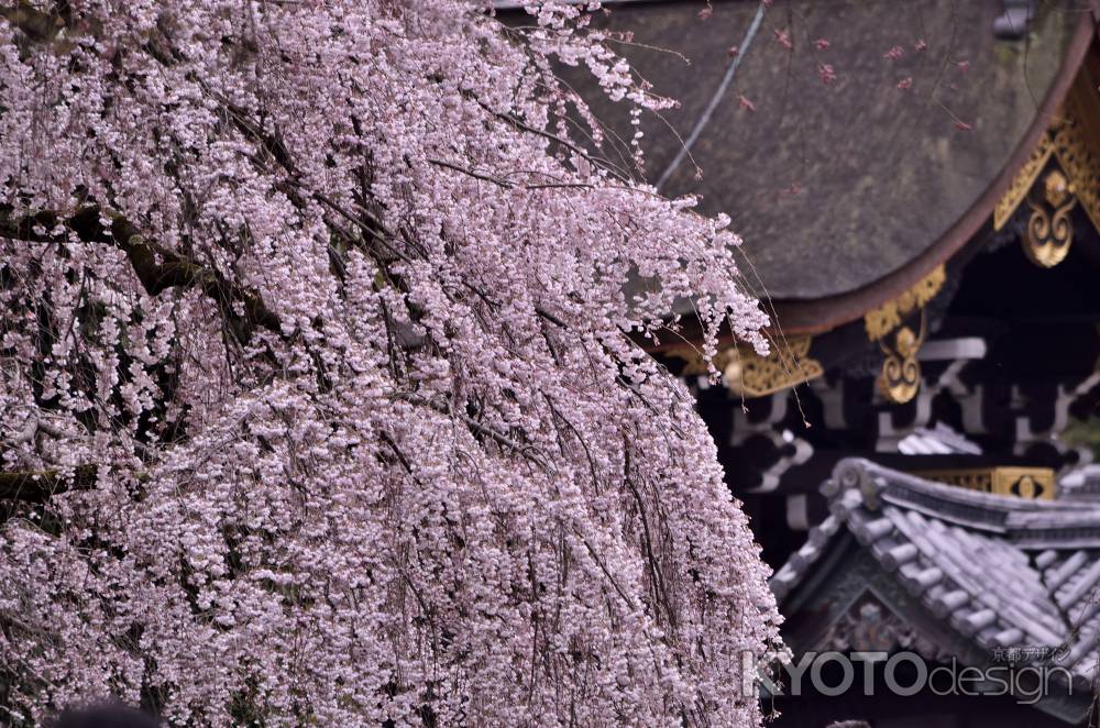 近衛邸跡・糸桜（２０１７-７）