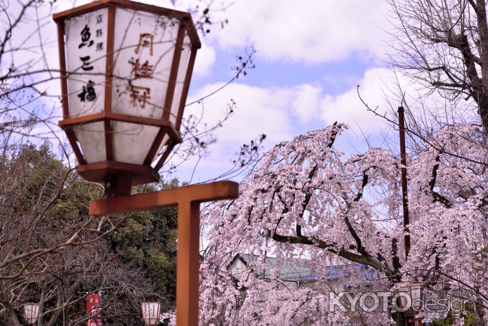 長建寺の糸桜（２０１７-２）