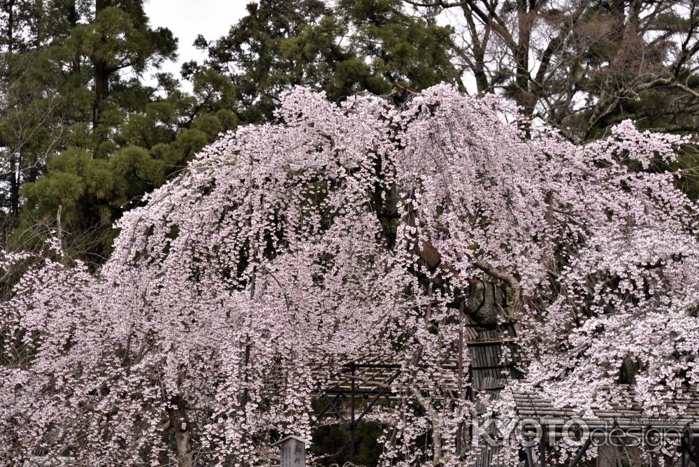上賀茂神社の御所桜（４）