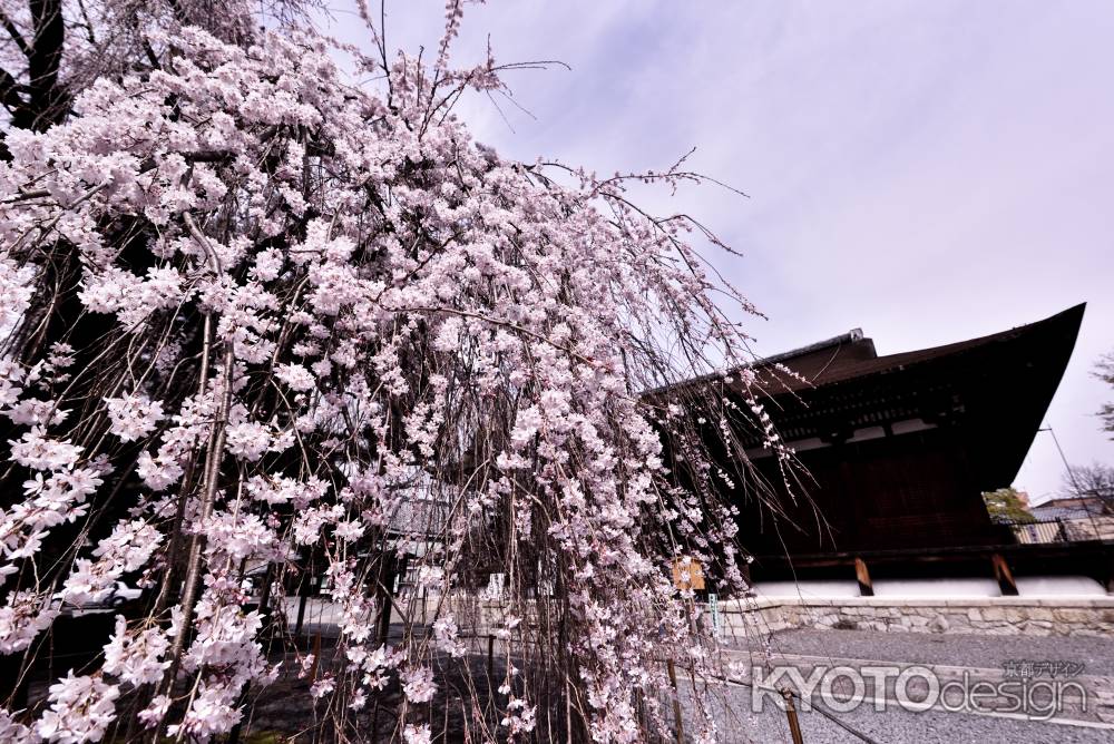千本釈迦堂の阿亀さくら（４）