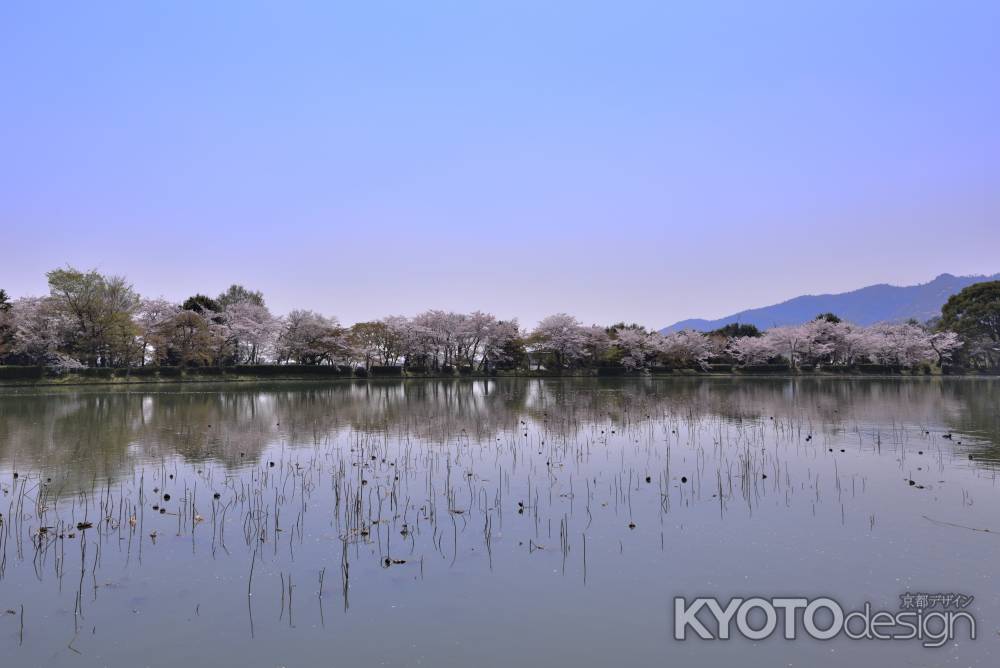 大沢池の桜（４）