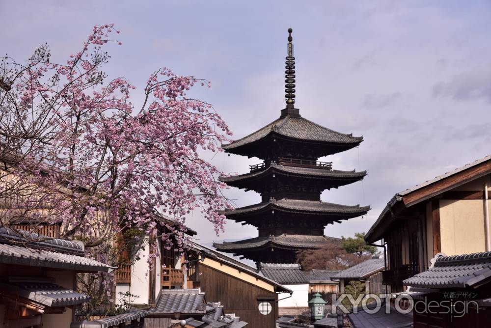 八坂の塔と桜（１）