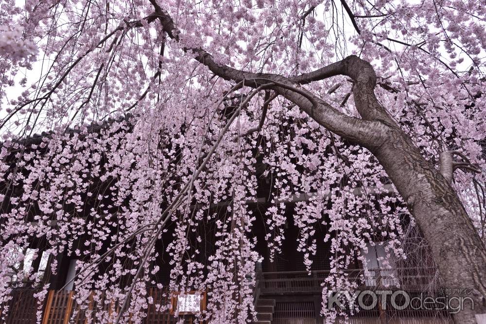 立本寺の桜（４）