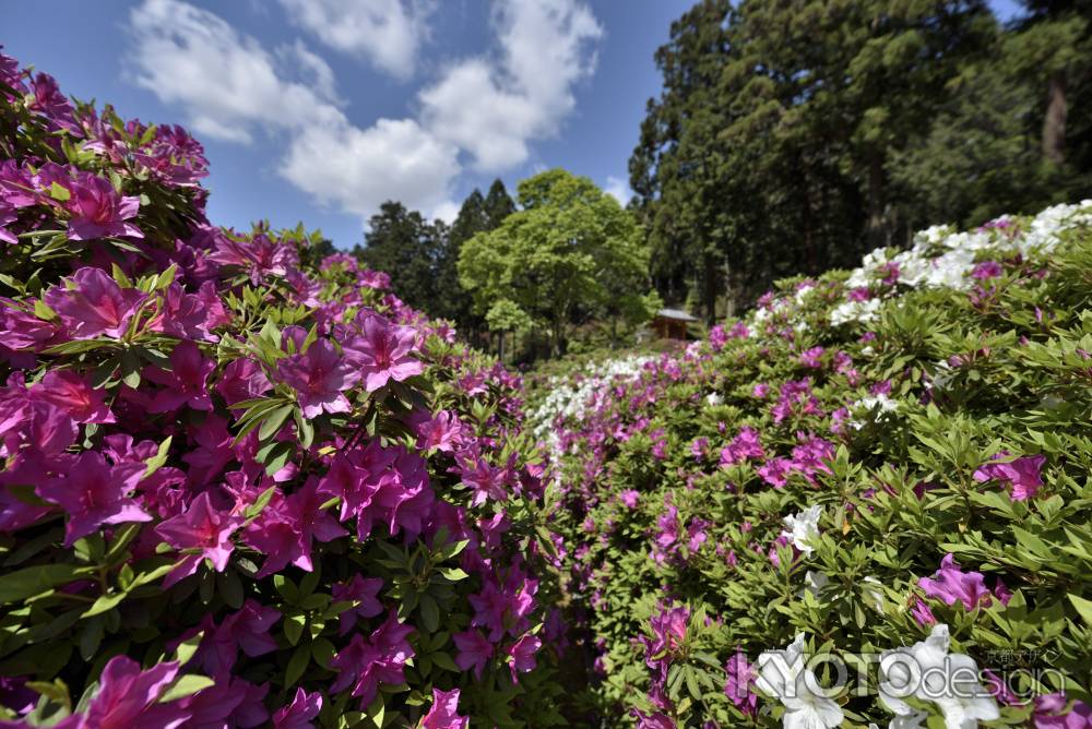 三室戸寺・躑躅（１５）