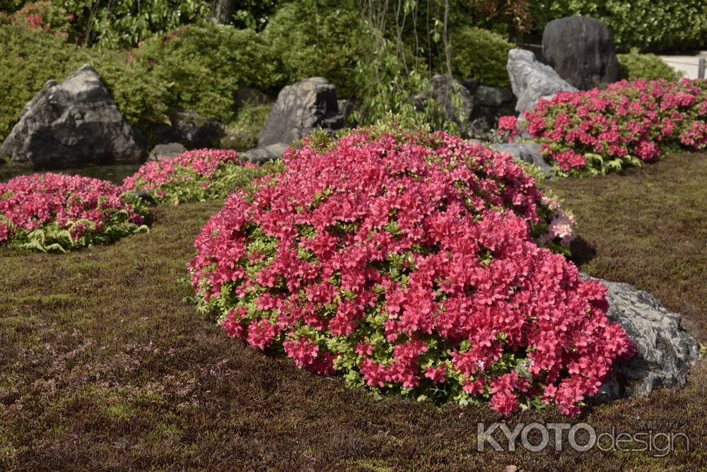 城南宮の躑躅（２）