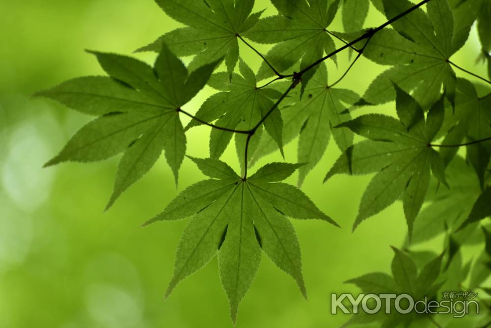 今熊野観音寺の新緑（５）