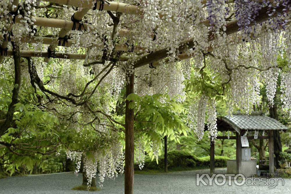 今熊野観音寺の藤（４）