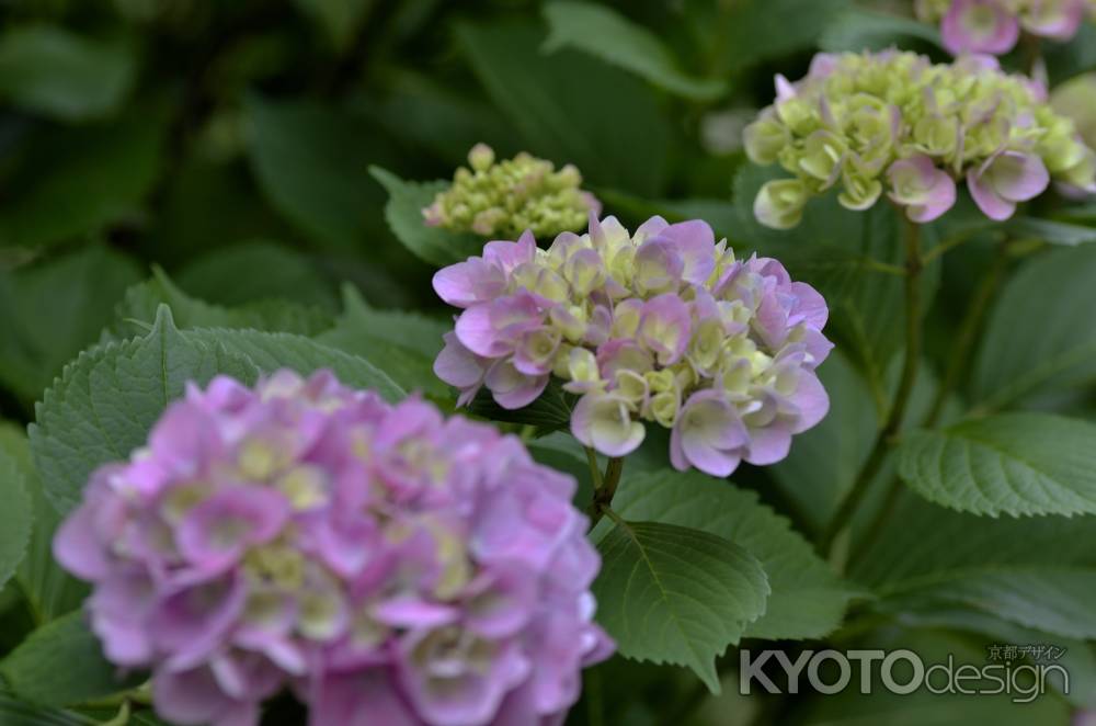 梅宮大社・梅雨時期（７）