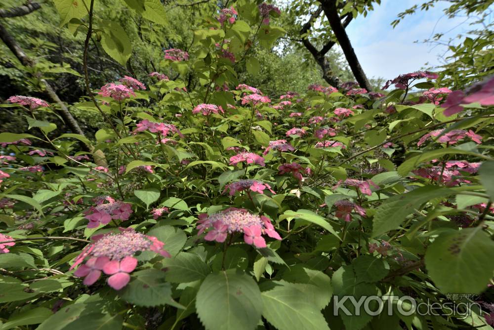 梅宮大社・梅雨時期（９）