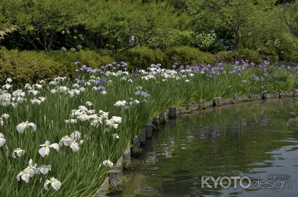梅宮大社・梅雨時期（１５）
