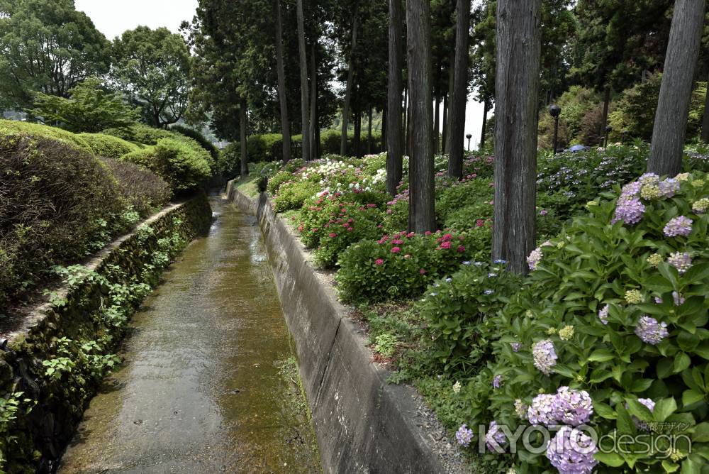 三室戸寺・紫陽花（５）