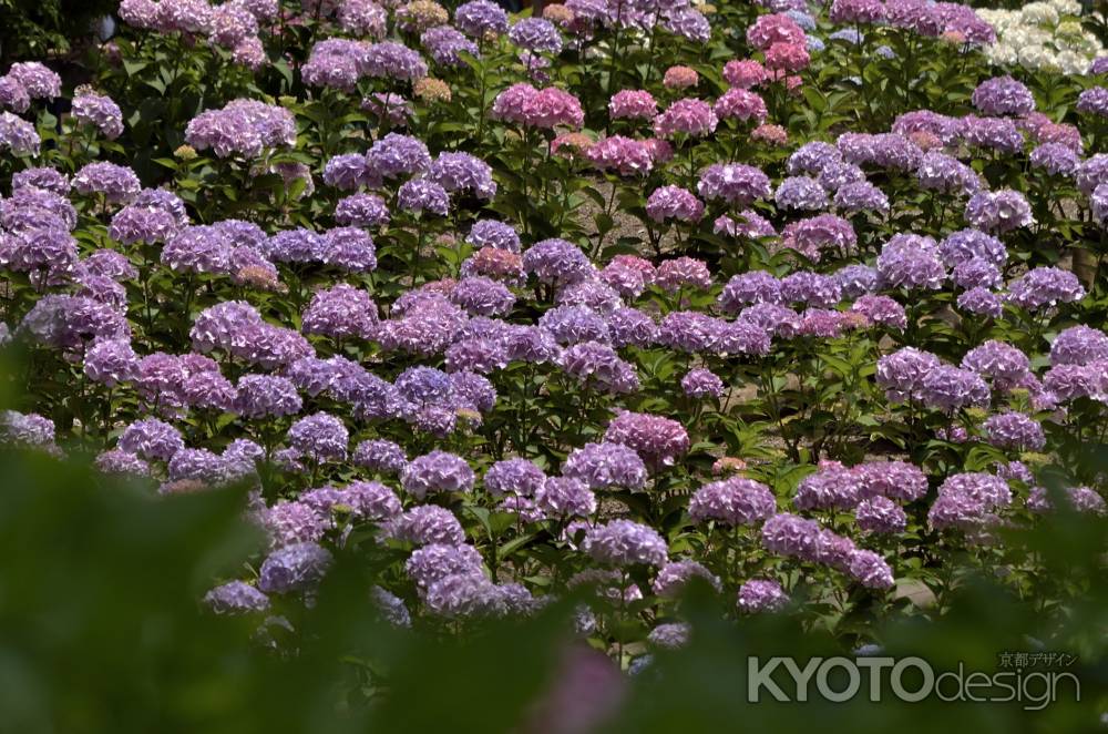 三室戸寺・紫陽花（９）