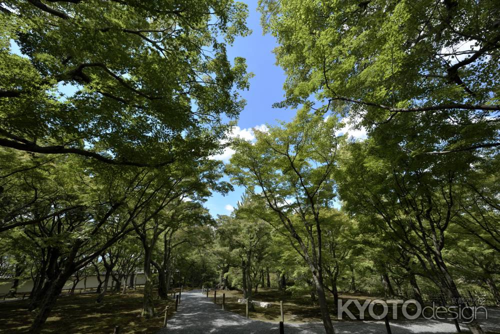 もみじの森から