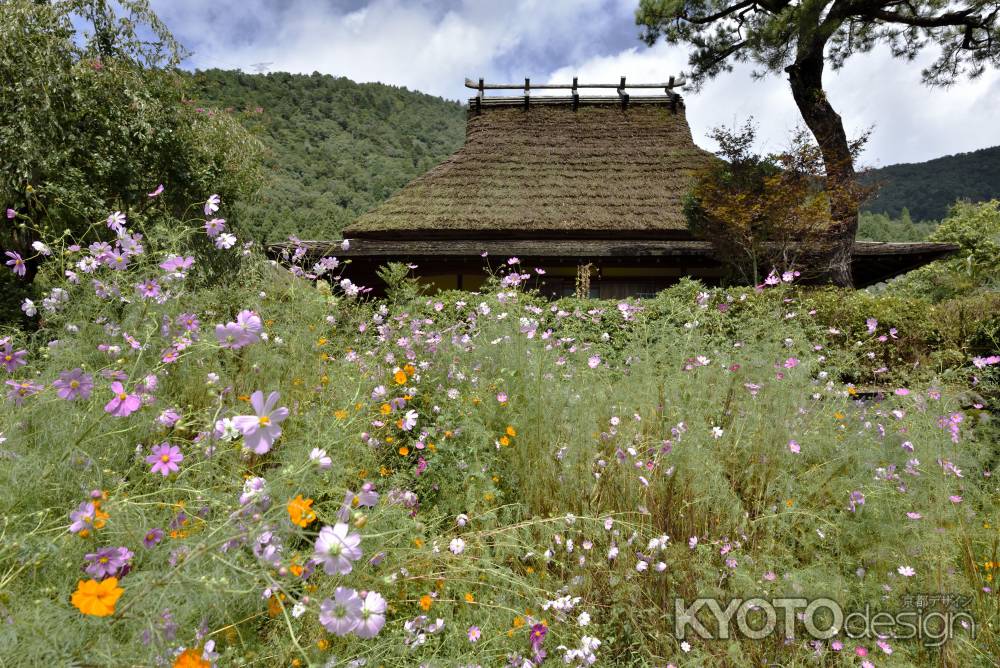 藁葺屋根と秋桜