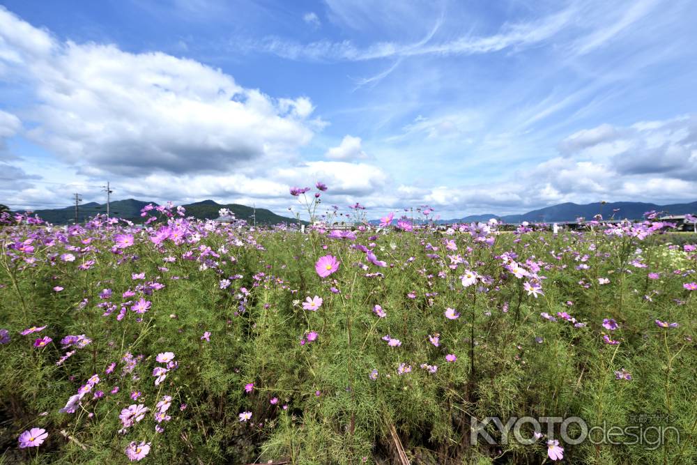 夢コスモス園（１）